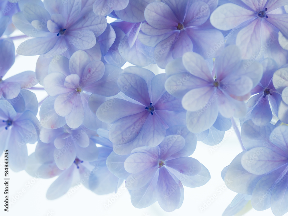 美しい青紫の紫陽花 美しい青紫の紫陽花