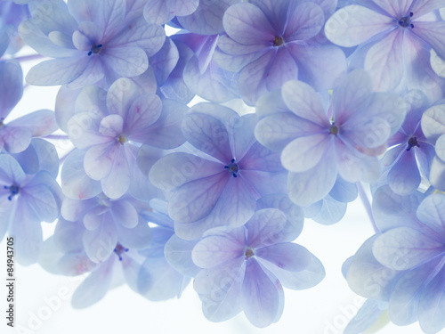 美しい青紫の紫陽花 © F_studio