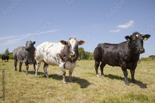 Fototapeta Naklejka Na Ścianę i Meble -  meat cows and bull in green summer meadow