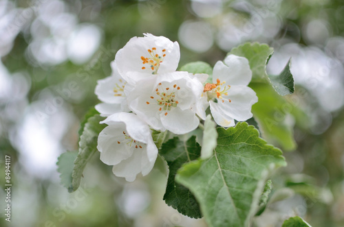 Apple tree flower