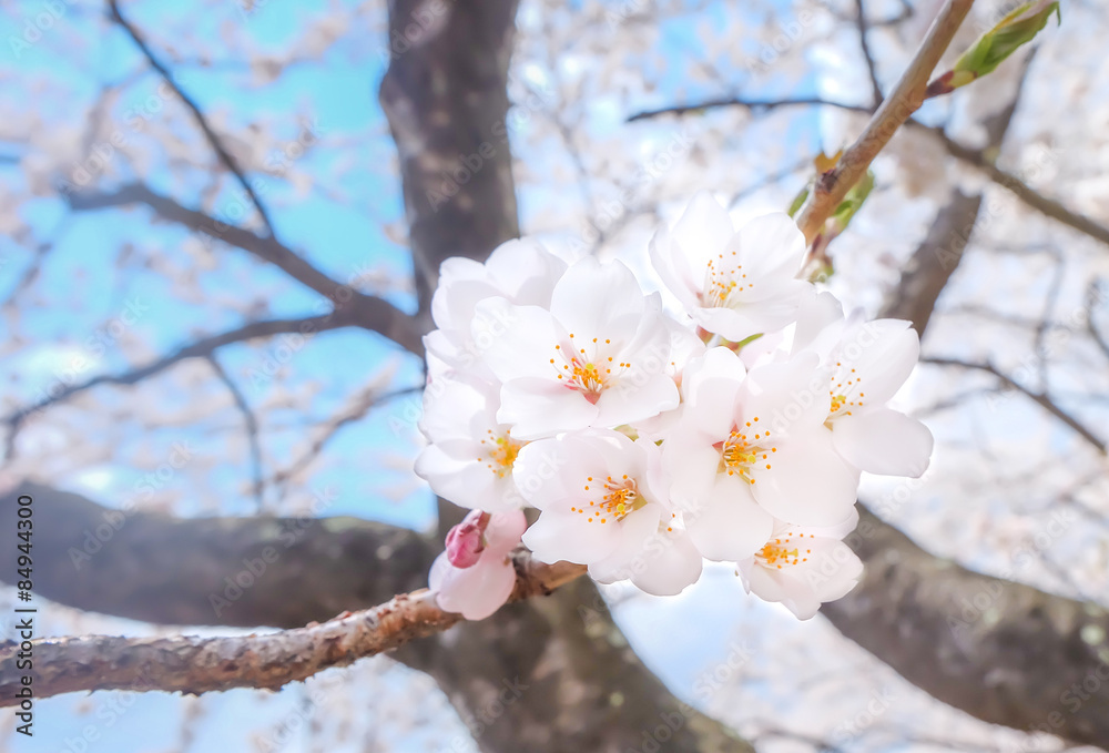 Fototapeta premium Cherry flowers background