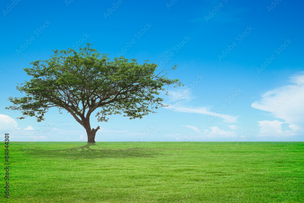 tree with green field and blue sky tree with green field and blue sky