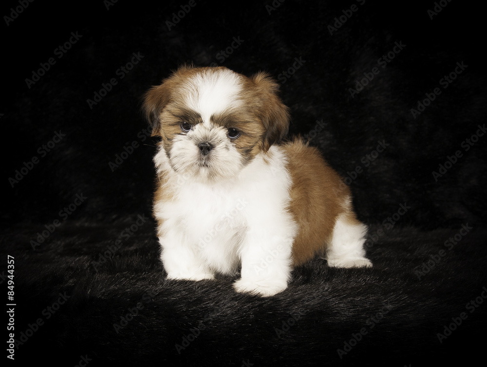 Shih-Tzu en studio sur fond noir Shih-Tzu en studio sur fond noir