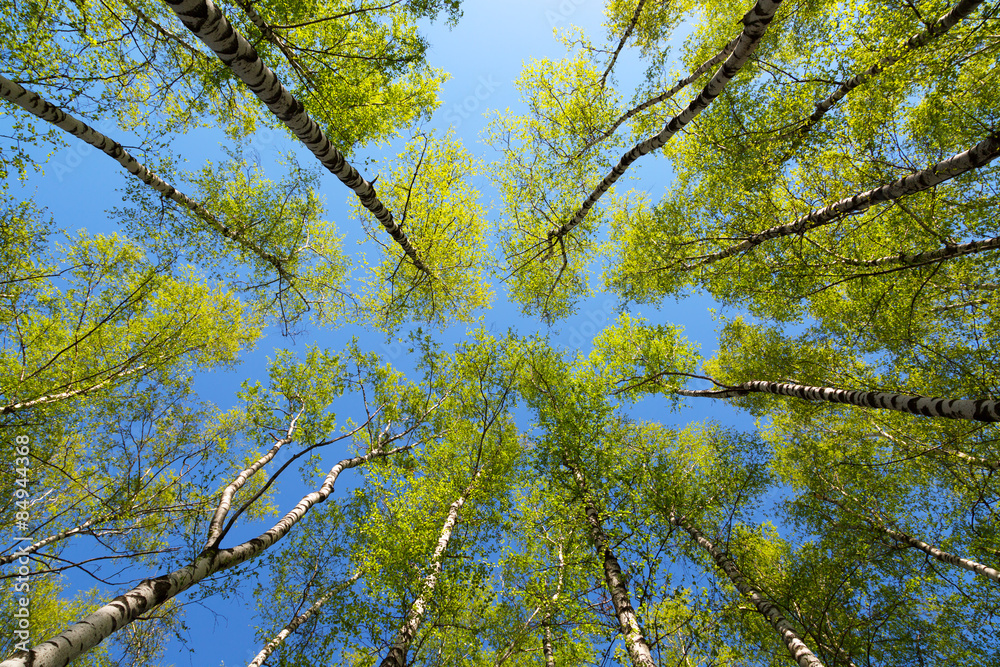 Fototapeta premium Green birchwood in a sunny day, the bottom view