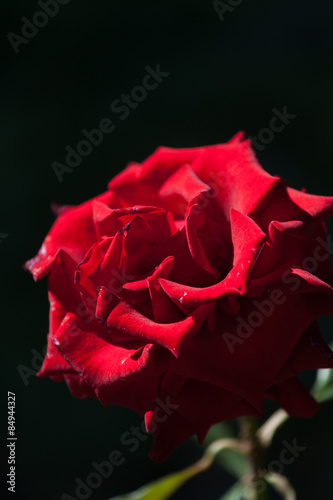 Fototapeta Naklejka Na Ścianę i Meble -  Beautiful red rose on a black background