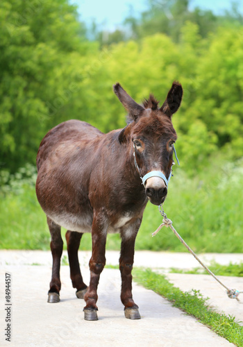 Beautiful portrait of a donkey