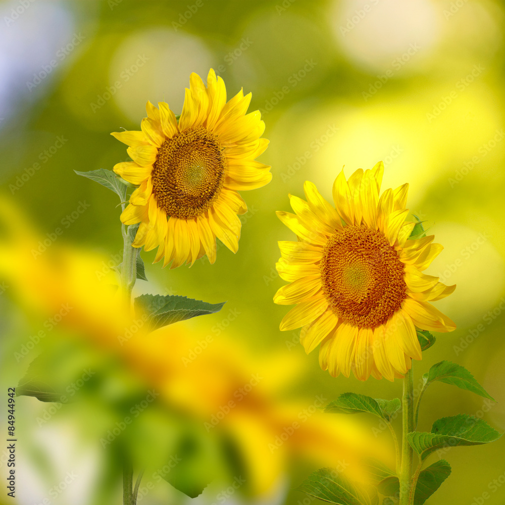 many beautiful sunflowers in the meadow closeup many beautiful sunflowers in the meadow closeup