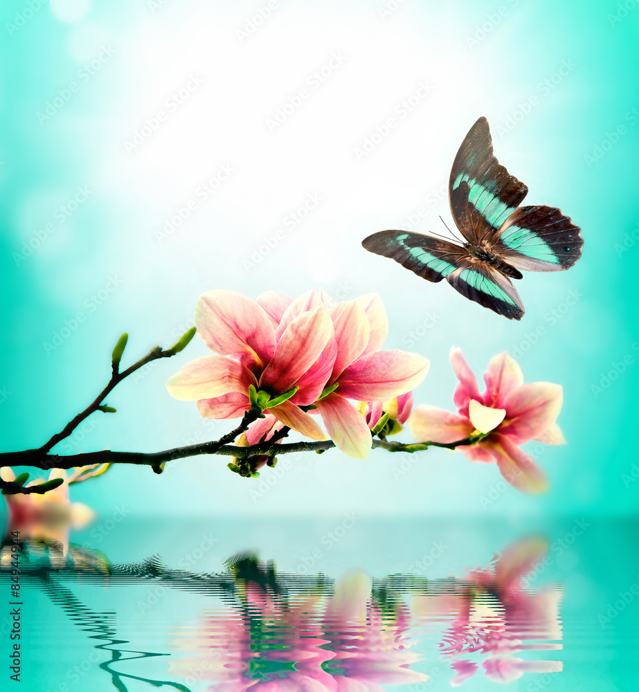 Fototapeta premium Butterfly and flower magnolia