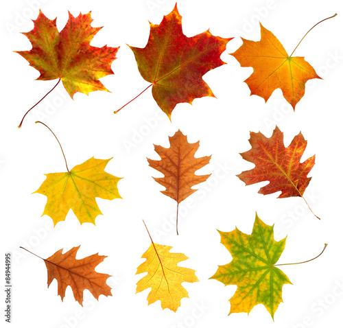  autumn leaves on a white background