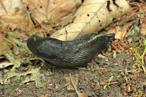 Schwarzer Schnegel (Limax cinereoniger) 