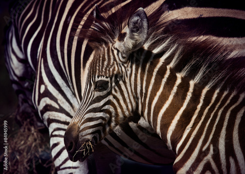 close up face of young african wilderness zebra pony in field