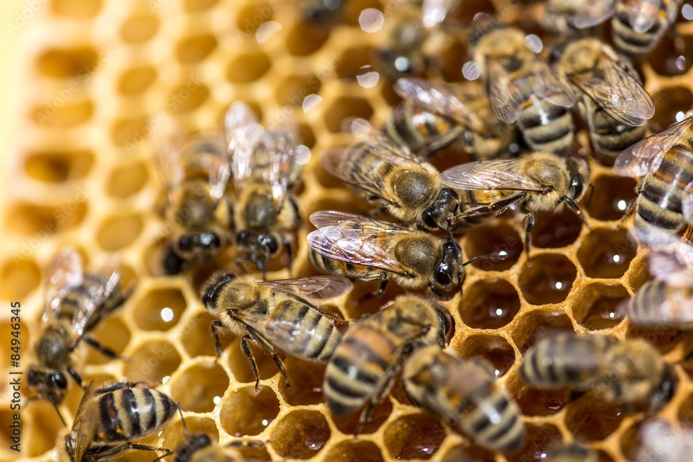 Bee, Honeycomb, Beehive. - obrazy, fototapety, plakaty 