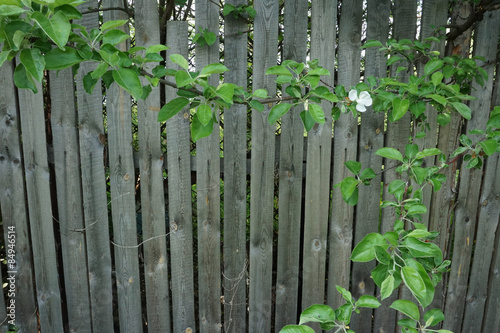 white flower and old wood garden fence © dnkmn