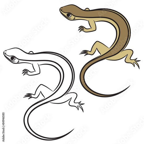 Illustration of little lizard. Coloring book. Vector
