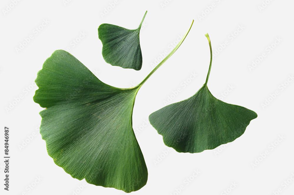 Ginkgo biloba leaves on a white background - obrazy, fototapety, plakaty 