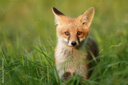 Fox