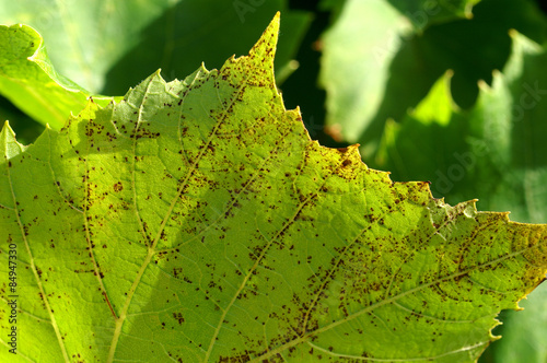 Downy mildew on grapevines photo