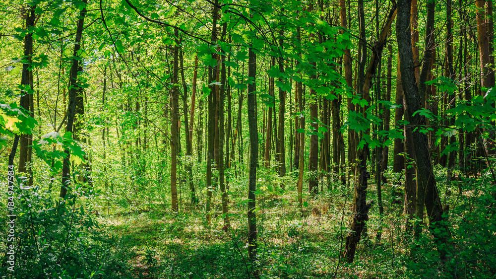 Green Deciduous Forest Summer Nature. Sunny Trees And Green Gras Green Deciduous Forest Summer Nature. Sunny Trees And Green Gras