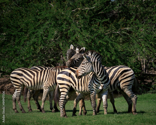flock of wild zebra in green grass field
