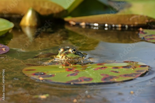 Teichfrosch (Pelophylax esculentus) an Seerosenblatt
 photo