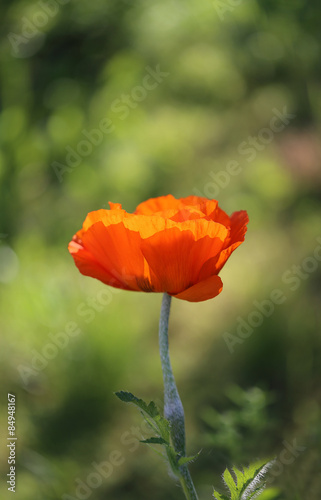 beautiful large red poppy