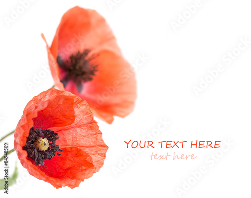 Fototapeta Naklejka Na Ścianę i Meble -  Poppy flower close-up