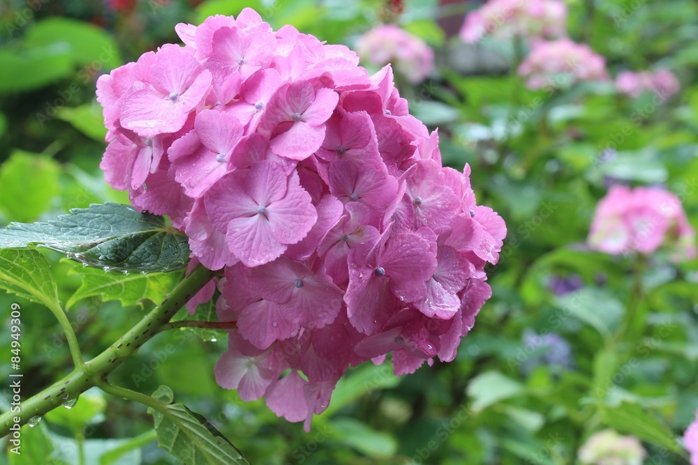 ピンクのアジサイ