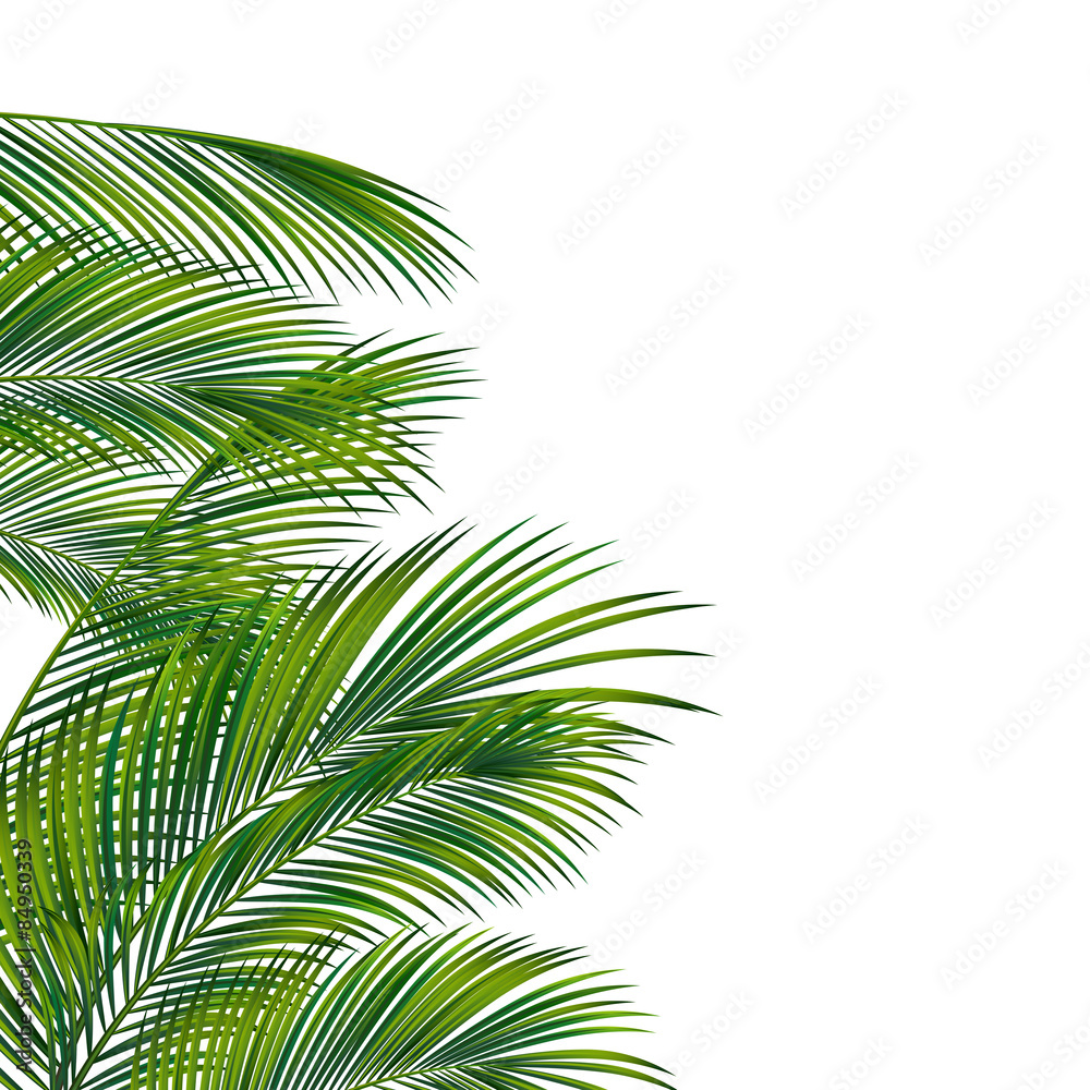 Obraz premium Drzewko palmowe ulistnienie odizolowywający na bielu