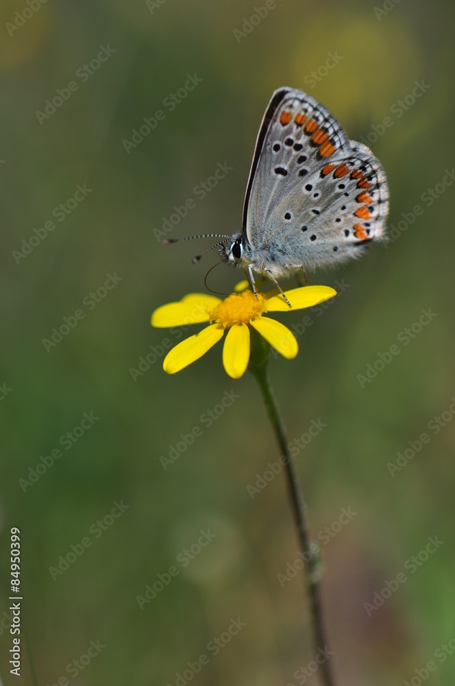 Fototapeta premium Butterfly