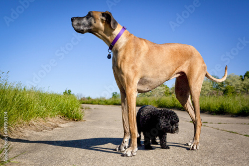 Little black dog standing under great Dane with blue sky