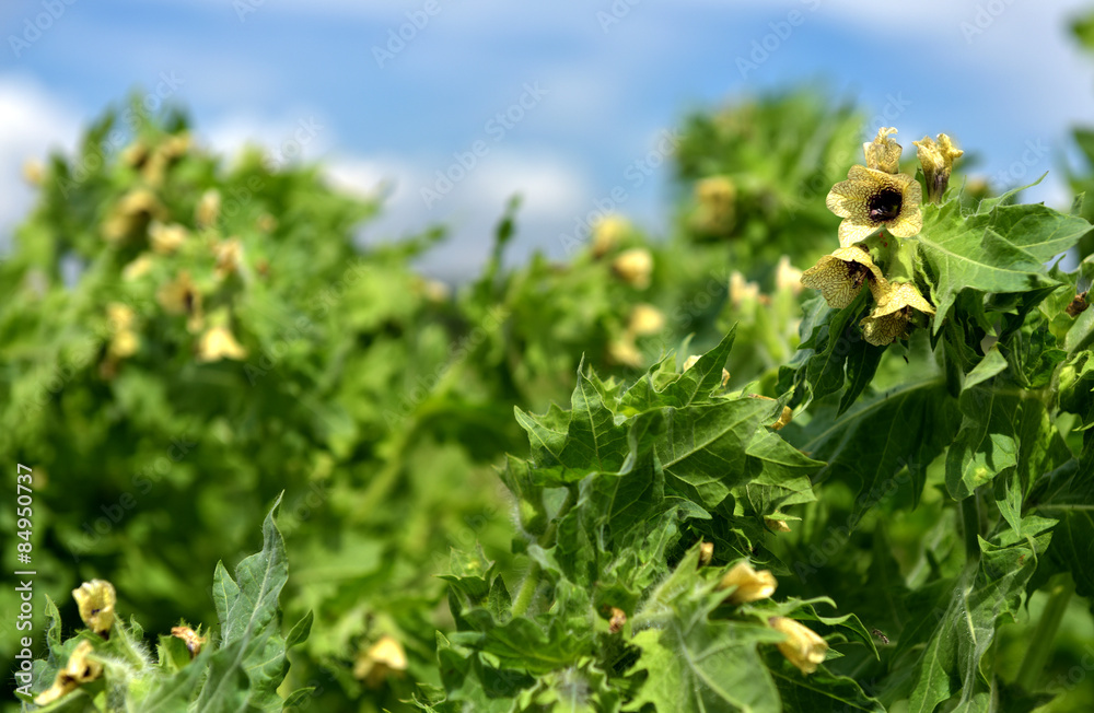 Obraz premium Henbane