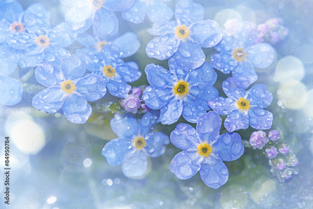 Forget me not flower with rain drops