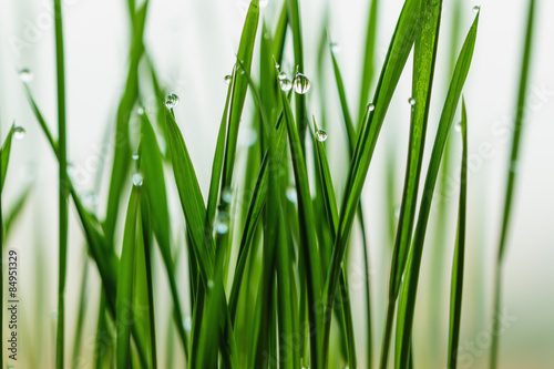 Grass green with dew drops