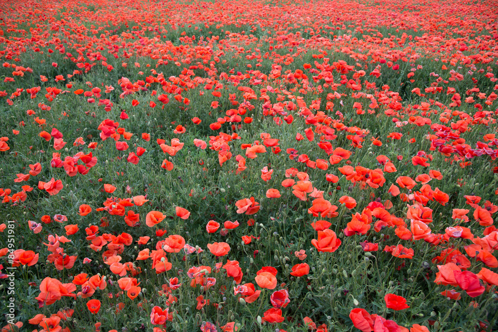 Obraz premium Mohnblumenwiese