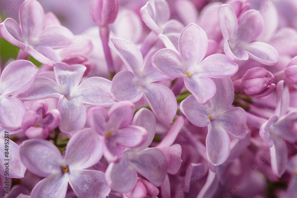 macro photo of purple lilac flowers