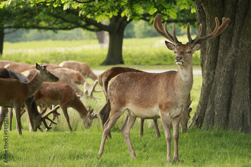 Red deer stag and a group of foes grazing in a meadow field