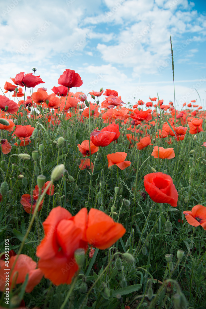 Obraz premium Mohnblumenwiese