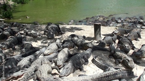 Feeding of American alligators in the Everglades Alligator Farm. Florida, USA. photo