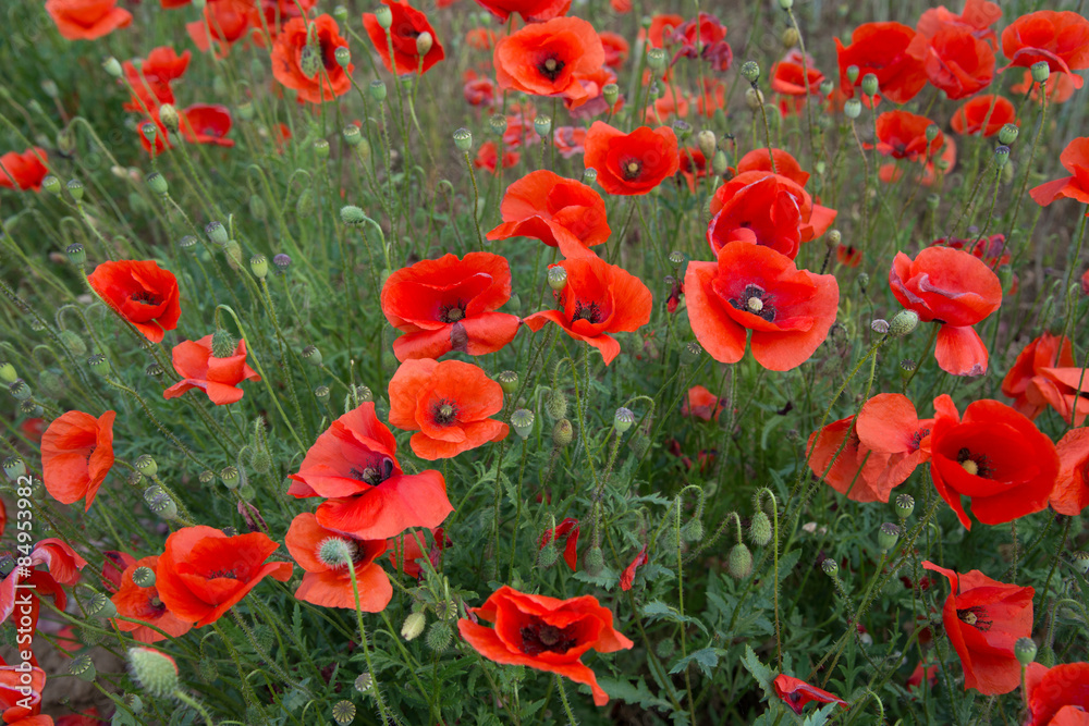 Naklejka premium Mohnblumenwiese