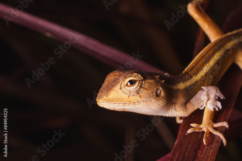 Принти на полотні Chameleon moult