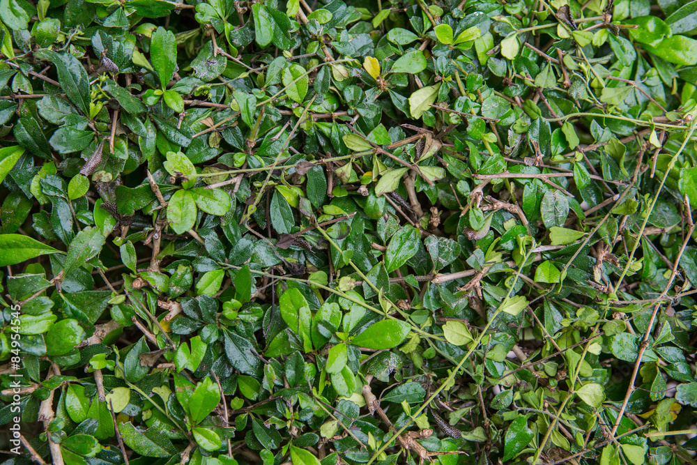 Natural green leaf texture Natural green leaf texture
