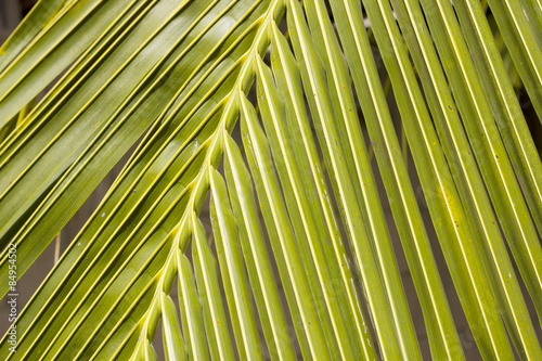 Coconut leaves in the garden
