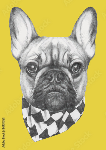Hand drawn portrait of French Bulldog with scarf. Vector isolated elements.