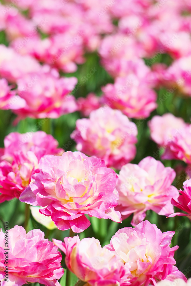 Tulip ’Double Sugar’ Tulip ’Double Sugar’