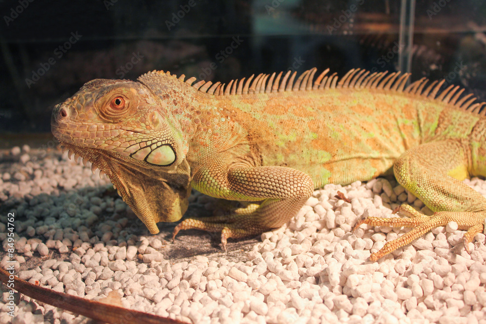 Fototapeta premium iguana