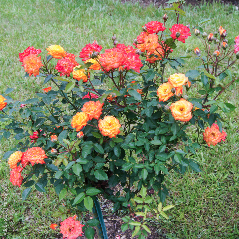 bush orange roses