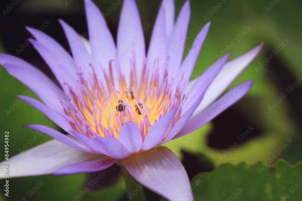 Lotus flowers