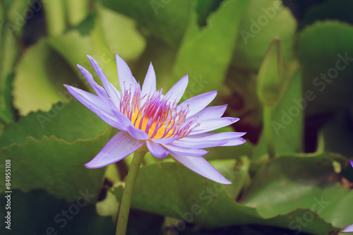 Lotus flowers