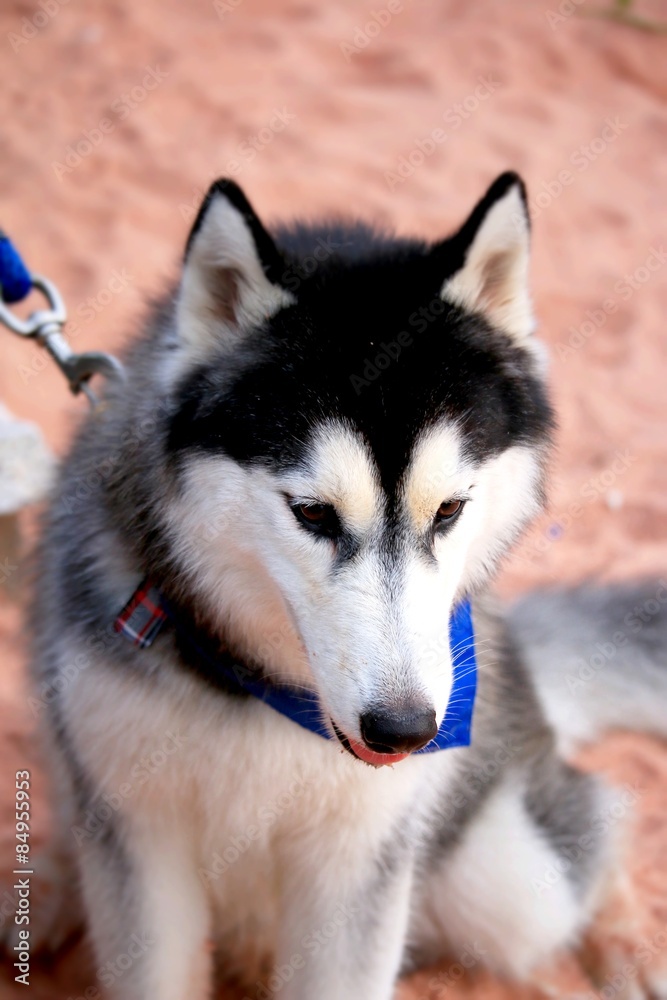 Obraz premium Siberian dog