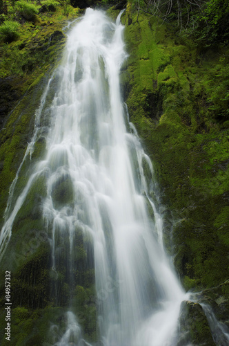 A beautiful flowing waterfall in the Olympic Rainforest  Washington State USA. 